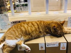 -猫的天空之城概念书店(景德镇陶溪川店)