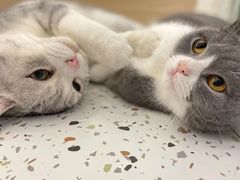 -猫域·湾主题猫咖·宠物吧(南坪城市广场店)