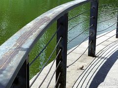 -大兴滨河森林公园