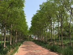 -塘沽森林公园