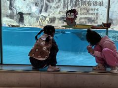 -帝企鹅自助餐厅•儿童岛•真企鹅(长隆企鹅酒店)