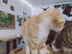 -平行世界·猫咖(首经贸店)