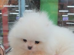 -FAELING PETS美天灵宠物(合生汇店)