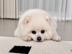 -瑞派·关忠动物医院·猫专科·犬专科(三环新城店)