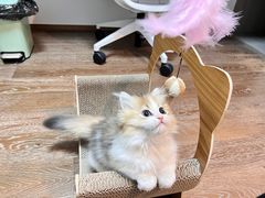 -momokira米努特·德文卷毛猫·棉花面纱犬