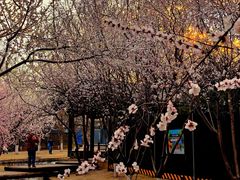 -春风习习