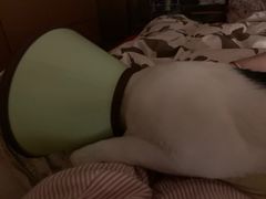 -灵美宠物诊所