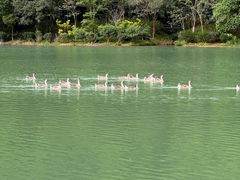 -广州白江湖森林公园