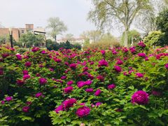-洛阳市牡丹公园