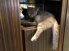 -more than meow吴止猫主题餐厅(承德 中船汇店)