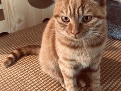 -喵屿·大理花园猫咖