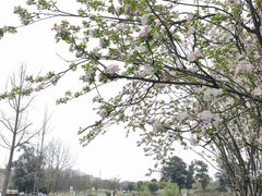 -两河城市森林公园