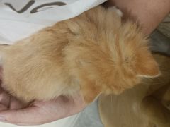 -楼上猫咖(罗湖店)