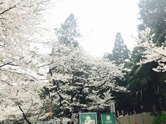 -武汉大学-樱园