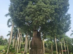 -广州市白云山风景名胜区