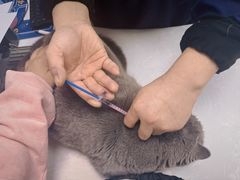 -中农国际动物医院24小时·猫科·骨科·急重症中心