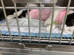 -佳怡动物医院·平价24小时·猫专科骨外科