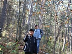 -五营红松林海景区