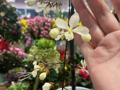 -双季花艺园艺市场(浦东店)