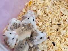 -双季花艺园艺市场(浦东店)