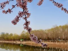 -大兴滨河森林公园