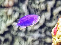 -北戴河圣蓝海洋公园