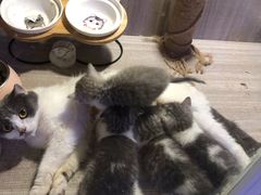 -zoonana室内动物园(东方福来德店)