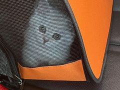 -欣宠猫屋·矮脚拿破仑·蓝金金渐层