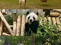 -深圳野生动物园