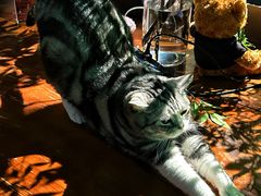 -咖法森林·咖啡  酒吧(天河店)