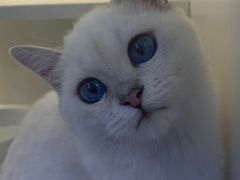 -小猫来了·猫舍(红山六九七九店)