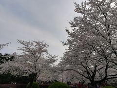-武汉大学-樱园
