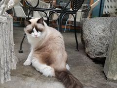 -喵屿·大理花园猫咖