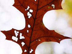 -上海佘山国家森林公园天马山园