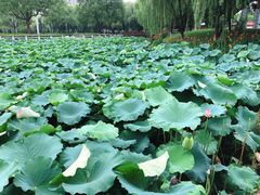 -荷花公园