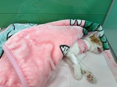 -利又安动物医院··老年病·猫科犬科·中兽医