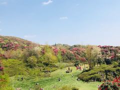 -贵州百里杜鹃风景名胜区