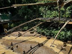 -西双版纳原始森林公园
