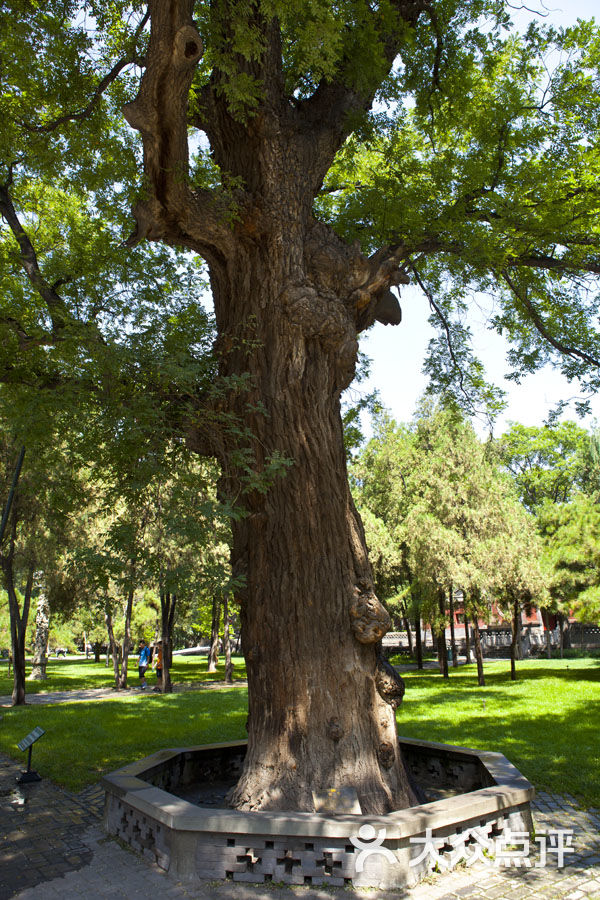 周柏唐槐图片 - 第7张