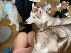 -Husky Go! 哈士奇体验馆·宠物咖啡厅狗咖
