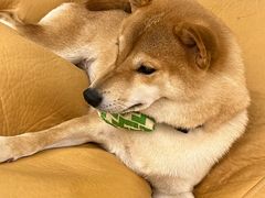 -逗柴咖啡屋·狗咖猫咖宠物桌游