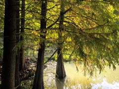 -溱湖国家湿地公园