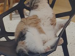 -滚猫咖啡·猫咖·猫友好撸猫(未来城店)