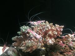 -暹罗海洋世界
