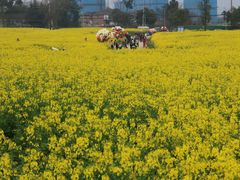 -三圣花乡旅游区