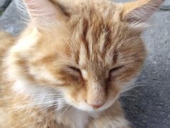 -武圣羊汤(武圣路店)