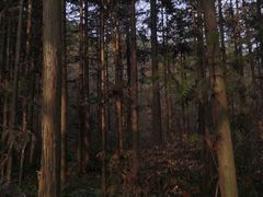 -冶父山国家森林公园