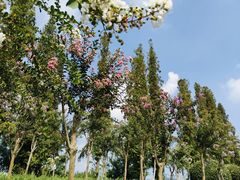 -桃花岛公园