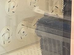 -车接车送·寄养洗护·德文猫舍(大宁店)