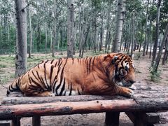 -北京野生动物园